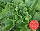 Endive numéro cinq 2 BIO De Bolster (1010)
