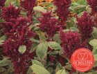 Amarant BIO De Bolster Amaranthus hypochondriacus (5040)