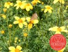 Bidens of Tandzaad BIO De Bolster Bidens ferulifolia (5100)