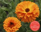 ZBEDB5135 “Touch of red/orange” BIO De Bolster Calendula officinalis