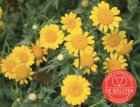 ZBEDB5240 Gele ganzebloem wild BIO De Bolster Chrysanthemum segetum