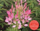 ZBEDB5260 Kattesnor, roze BIO De Bolster Cleome spinosa