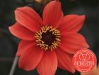 Bishop’s Children BIO De Bolster Dahlia variabilis