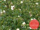 ZBEDB5510 Dreifarbige Blume BIO De Bolster Hibiscus trionum (5510)