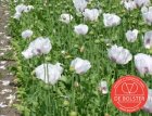 Blauwmaanzaad BIO De Bolster Papaver somniferum (5780)
