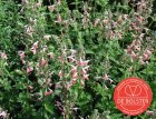 Coral Nymph BIO De Bolster Salvia coccinea (5840)