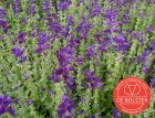 Bonte salie, paars BIO De Bolster Salvia viridis (voorheen horminum) (5850)