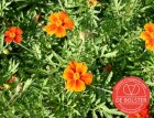 Afrikaantje, wild BIO De Bolster Tagetes patula (5950)