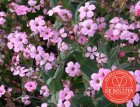 Koekruid roze BIO De Bolster Vaccaria hispanica Rose (6060)