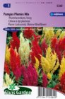 ZBESG5260 Celosia argentea plumosa Pampas Plumes mix Sluis Garden