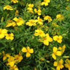 Citrusafrikaantjes Lemon Gem 100 zaden TessGruun