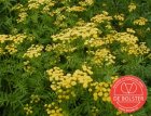 Boerenwormkruid BIO De Bolster Tanacetum vulgare