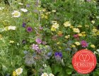 Élevé annuel - Mélange de fleurs BIO De Bolster (6100)