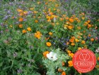 Milieu annuel - mélange de fleurs - BIO De Bolster (6110)