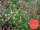 Bas annuel - mélange de fleurs - BIO De Bolster (6120)