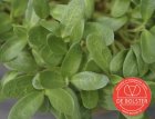 Légume germé de fenugrec BIO De Bolster (9037)