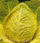 ZKOTBSBGZ30 Savoy Cabbage 'Bloemendaalse Gele' 30 seeds ORGANIC TessGruun