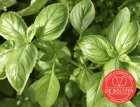 Basilicum Genovese BIO De Bolster (3020)