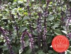 Basilicum Kaneel BIO De Bolster 3035