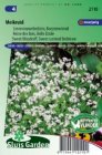 Lievevrouwebedstro Galium odoratum (Asperula) Sluis Garden