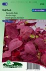 ZKRSG2120 Melde, Red Flash Atriplex hortensis Sluis Garden
