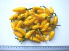 PPETDPYPP9 Peper Yellow Pointy 1 plant in pot P9