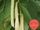 Haricot français 'Golden Gate' BIO De Bolster (1174)