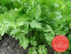 Celery Tall Utah BIO De Bolster (1370)