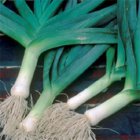 Poireau Bleu de Solaise (0,5g = +/- 200 graines) TessGruun