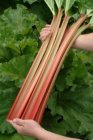 Rabarber Lider Red 25 zaden TessGruun