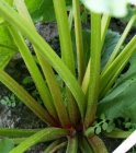 Rhubarbe Victoria 10 graines TessGruun