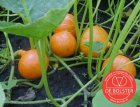 ZVRDB1650 Pompoen Red Kuri (Hokkaido Orange) BIO De Bolster