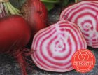 Betterave 'Chioggia' BIO De Bolster (1065)