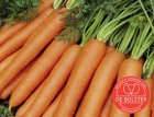 Carotte d'été Nantes 2 BIO De Bolster (2060)