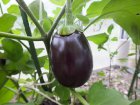 Aubergine Morden Midget 15 zaden TessGruun
