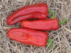 Paprika BIO Marconi Red 10 zaden TessGruun zoete peper