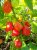 Peper Habanero Tobago Seasoning 5 zaden TessGruun hete peper