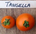 ZTOTGTAN Tomato Tangella TessGruun 10 seeds