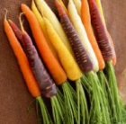Zanahoria Harlekin / Colormix (0,3g = +/- 200 semillas) TessGruun