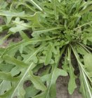 Rucola raketsla notensla 2 gram Bio TessGruun