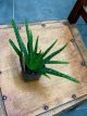 Aloe vera Aloe barbadensis1 plante en pot TessGruun