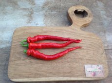 Peper Lombardo 1 plant in pot P9