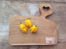 Peper Devils Tongue Yellow 1 plant in pot P9