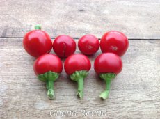 Peper Ghana Round 1 plant in pot P9