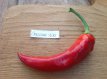 Peper Çarliston Seki F1 1 plant in pot P9
