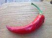 Peper Çarliston Seki F1 1 plant in pot P9