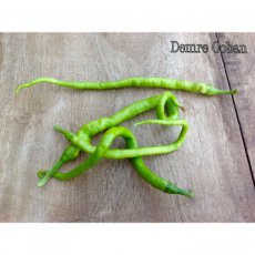 Peper Demre Coban 1 plant in pot P9