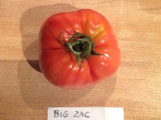 Tomaat Big Zac 1 plant in pot P9