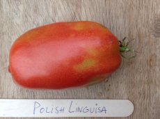 PTPTGPOLIP9 Tomaat Polish Linguisa 1 plant in pot P9
