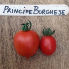 Tomaat Principe Borghese 1 plant in pot P9